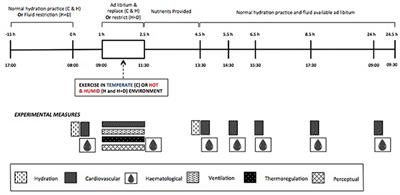 Heat and Dehydration Additively Enhance Cardiovascular Outcomes following Orthostatically-Stressful Calisthenics Exercise